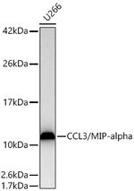 CCL3 Antibody in Western Blot (WB)
