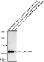 CCL3 Antibody in Western Blot (WB)