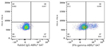 IFN gamma Antibody in Flow Cytometry (Flow)