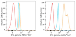 IFN gamma Antibody in Flow Cytometry (Flow)
