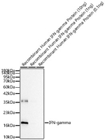 IFN gamma Antibody in Western Blot (WB)