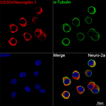 Neuropilin-1 Antibody in Immunocytochemistry (ICC/IF)