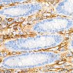 Neuropilin-1 Antibody in Immunohistochemistry (Paraffin) (IHC (P))
