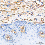 Neuropilin-1 Antibody in Immunohistochemistry (Paraffin) (IHC (P))