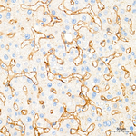 Neuropilin-1 Antibody in Immunohistochemistry (Paraffin) (IHC (P))