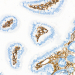Neuropilin-1 Antibody in Immunohistochemistry (Paraffin) (IHC (P))