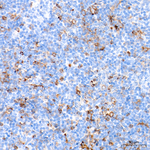 Neuropilin-1 Antibody in Immunohistochemistry (Paraffin) (IHC (P))