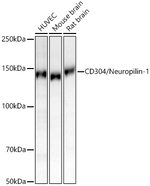 Neuropilin-1 Antibody in Western Blot (WB)