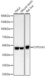 CYP51A1 Antibody in Western Blot (WB)