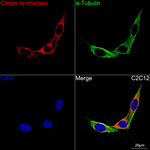 Citrate Synthase Recombinant Rabbit Monoclonal Antibody (6S7L8)