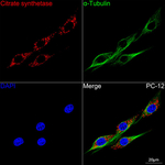 Citrate Synthase Antibody in Immunocytochemistry (ICC/IF)