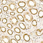 Citrate Synthase Antibody in Immunohistochemistry (Paraffin) (IHC (P))
