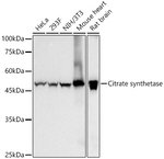 Citrate Synthase Antibody in Western Blot (WB)