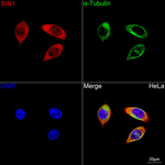 BIN1 Antibody in Immunocytochemistry (ICC/IF)