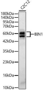 BIN1 Antibody in Western Blot (WB)