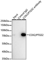COX2 Antibody in Immunoprecipitation (IP)