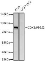 COX2 Antibody in Western Blot (WB)