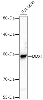 DDX1 Antibody in Western Blot (WB)