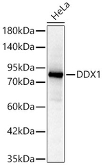 DDX1 Antibody in Western Blot (WB)