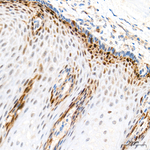 CDK1/CDK2 Antibody in Immunohistochemistry (Paraffin) (IHC (P))