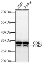 CDK1/CDK2 Antibody in Western Blot (WB)