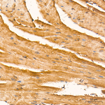 Creatine Kinase MB Antibody in Immunohistochemistry (Paraffin) (IHC (P))