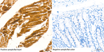 Creatine Kinase MB Antibody in Immunohistochemistry (Paraffin) (IHC (P))