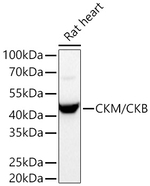 Creatine Kinase MB Antibody in Western Blot (WB)