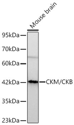Creatine Kinase MB Antibody in Western Blot (WB)