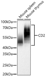 CD2 Antibody in Western Blot (WB)