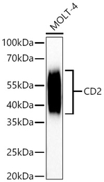 CD2 Antibody in Western Blot (WB)