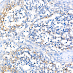 IL-12 p40 Antibody in Immunohistochemistry (Paraffin) (IHC (P))