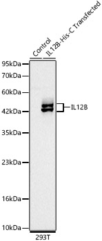 IL-12 p40 Antibody in Western Blot (WB)