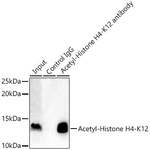 H4K12ac Antibody in Immunoprecipitation (IP)