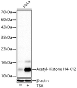 H4K12ac Antibody in Western Blot (WB)