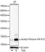 H4K12ac Antibody in Western Blot (WB)