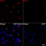 Renin Recombinant Rabbit Monoclonal Antibody (2U9Z1)