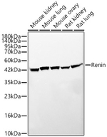 Renin Antibody in Western Blot (WB)