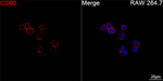 CD80 Antibody in Immunocytochemistry (ICC/IF)