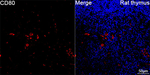 CD80 Antibody in Immunohistochemistry (Paraffin) (IHC (P))
