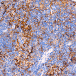 CD80 Antibody in Immunohistochemistry (Paraffin) (IHC (P))