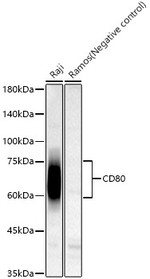 CD80 Antibody in Western Blot (WB)