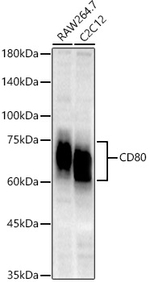 CD80 Antibody in Western Blot (WB)