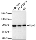 RIP3 Antibody in Western Blot (WB)