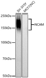 CD56 Antibody in Western Blot (WB)
