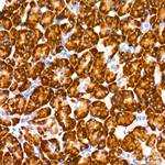 SEL1L Antibody in Immunohistochemistry (Paraffin) (IHC (P))