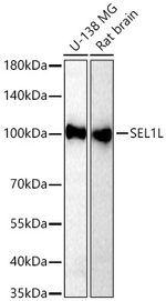 SEL1L Antibody in Western Blot (WB)