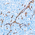 CD34 Antibody in Immunohistochemistry (Paraffin) (IHC (P))