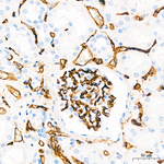 CD34 Antibody in Immunohistochemistry (Paraffin) (IHC (P))