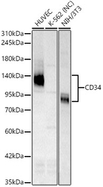 CD34 Antibody in Western Blot (WB)